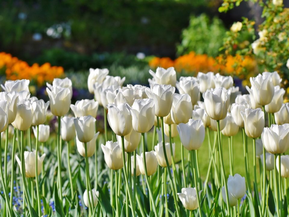 Green Living Gartengestaltung bietet für Gärten, Terrassen und Balkone Beratung, Planung und Gestaltung, daher jetzt rechtzeitig an den Garten denken, damit Frühlings-Genuss im Freien nichts im Wege steht!