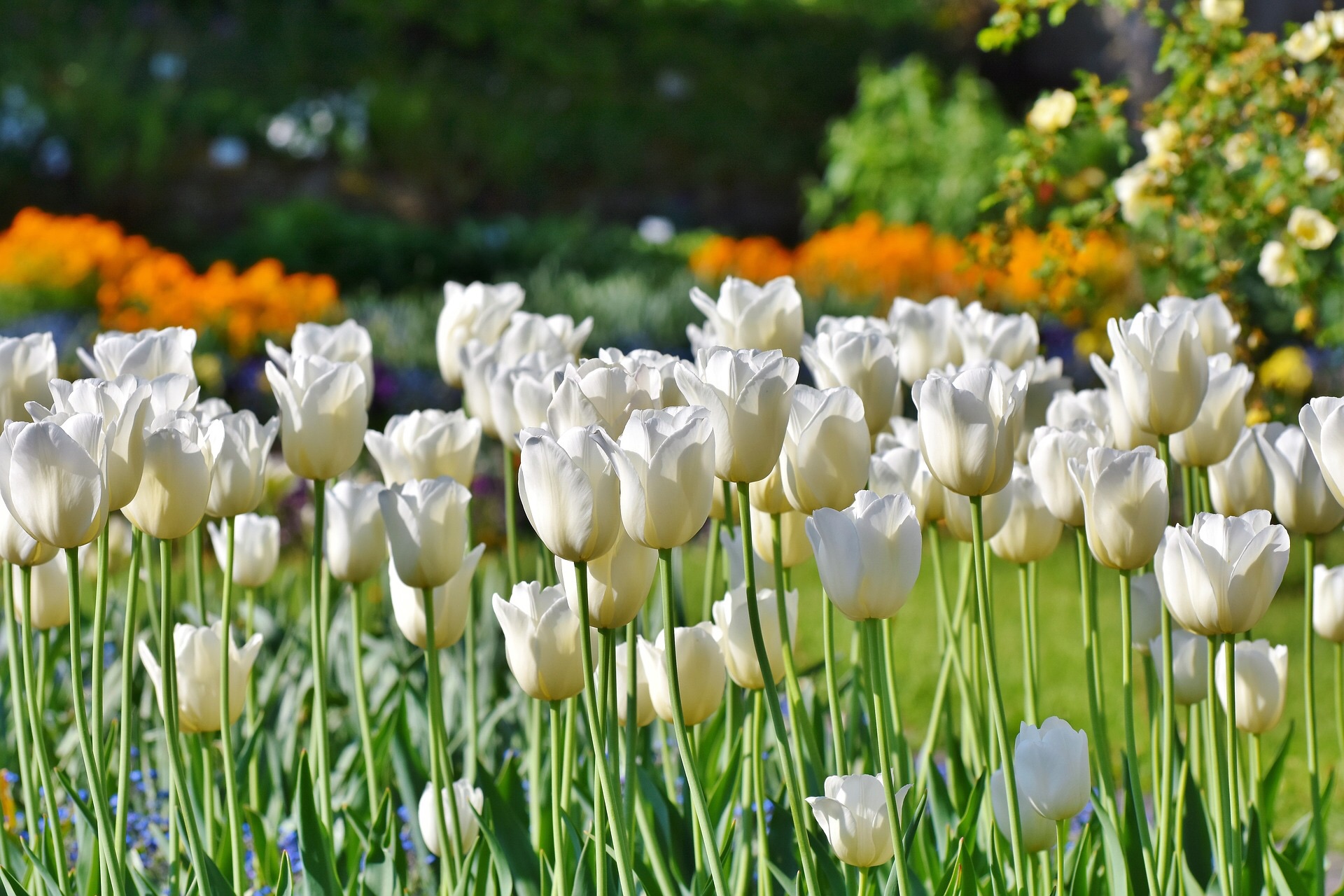 Green Living Gartengestaltung bietet für Gärten, Terrassen und Balkone Beratung, Planung und Gestaltung, daher jetzt rechtzeitig an den Garten denken, damit Frühlings-Genuss im Freien nichts im Wege steht!