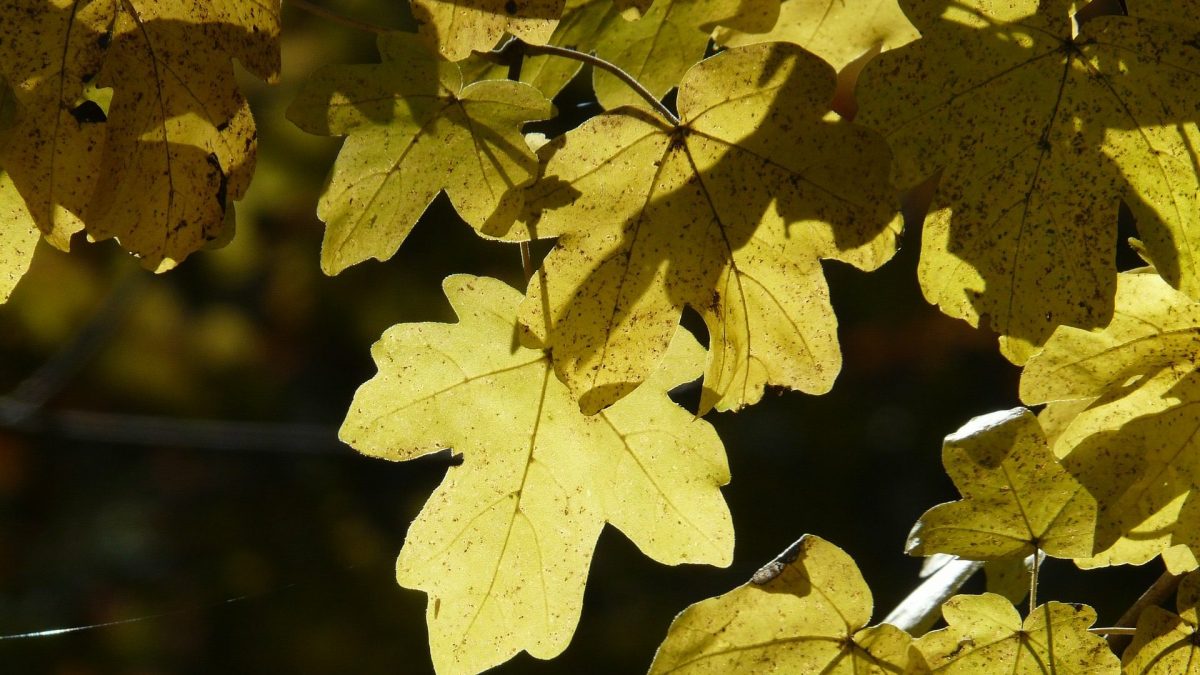 Green Living empfiehlt Pflanzungen im Herbst.