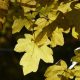 Green Living empfiehlt Pflanzungen im Herbst.
