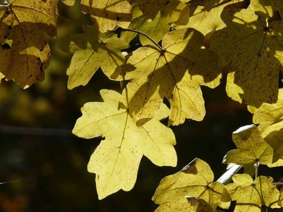 Green Living empfiehlt Pflanzungen im Herbst.