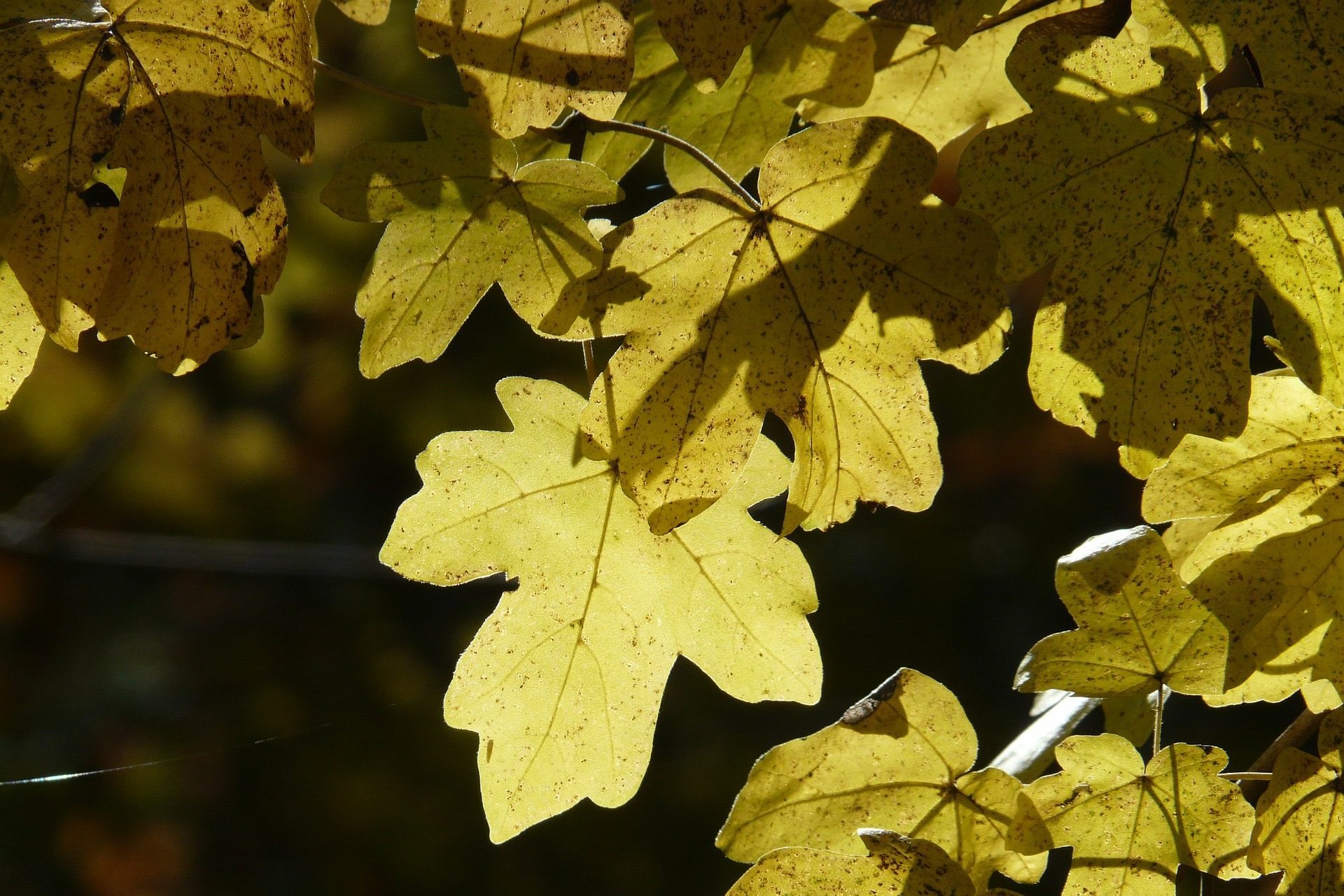 Green Living empfiehlt Pflanzungen im Herbst.