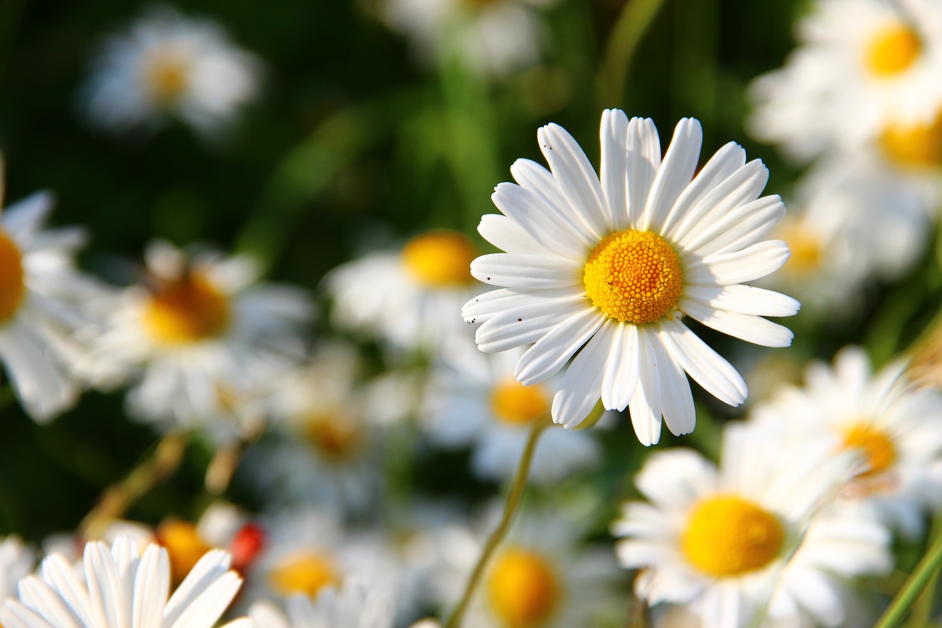 „Gänseblümchen"